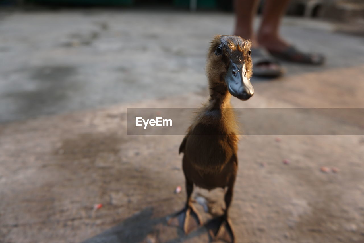 Close-up baby duck in front of my home