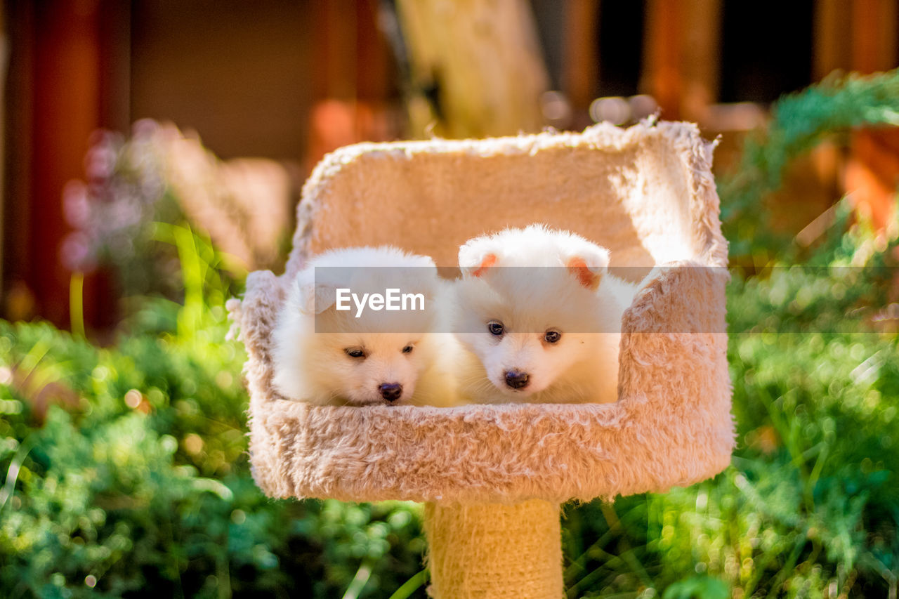 Close-up of puppies sitting on pet seat at yard