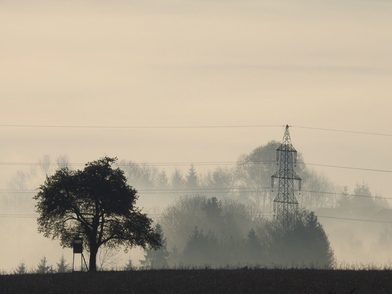 Tree on foggy landscape
