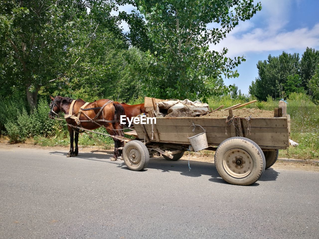 HORSE CART ON ROAD BY TREES