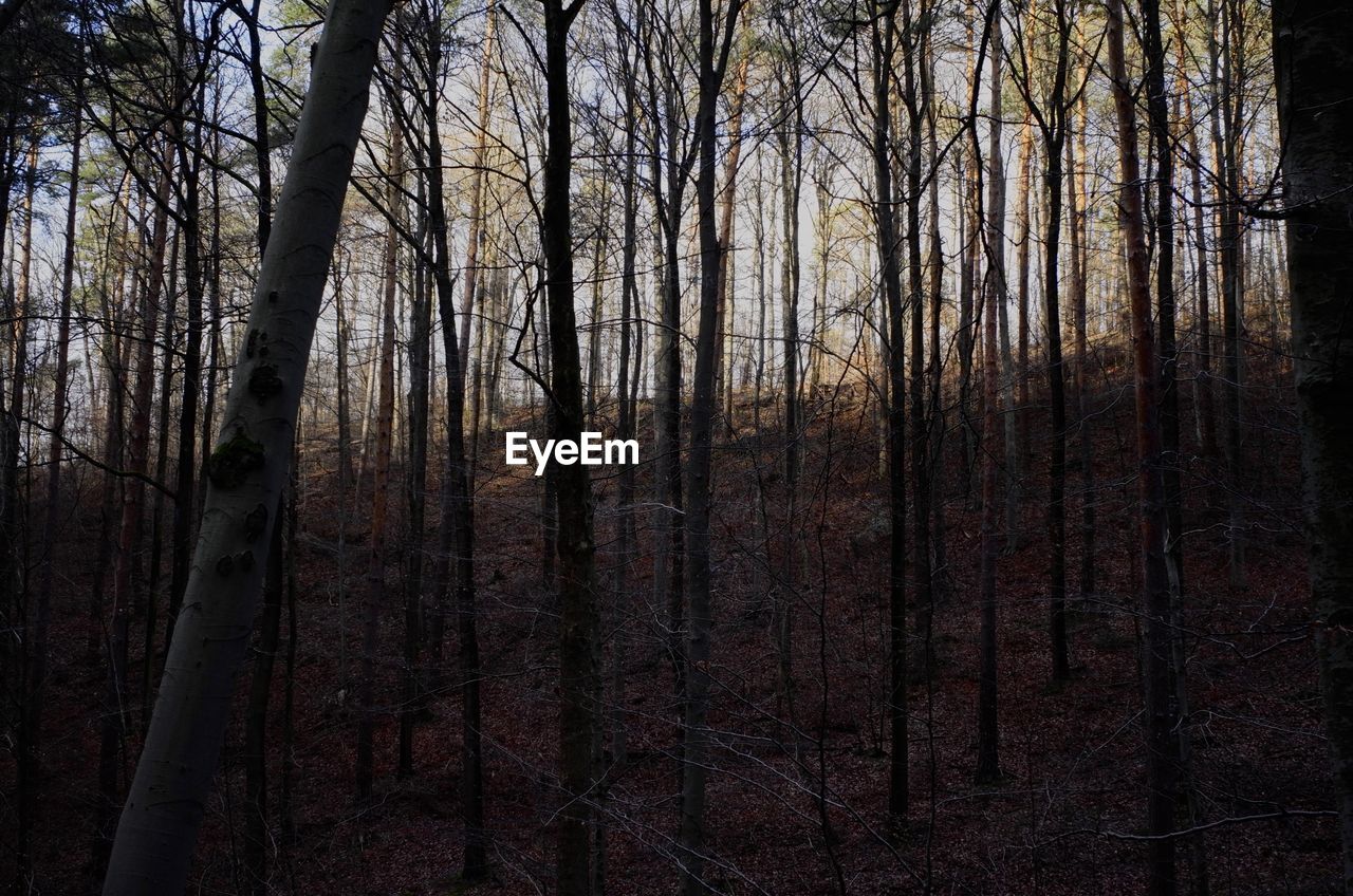 TREES IN FOREST AGAINST SKY