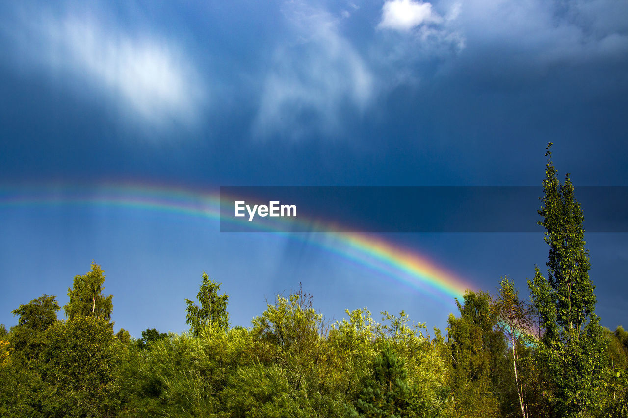 Rainbow over trees against sky