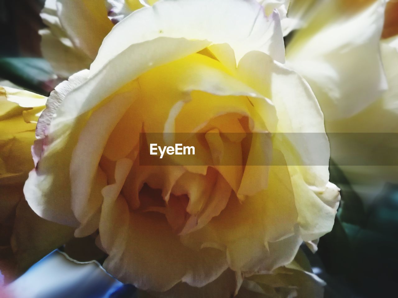 CLOSE-UP OF YELLOW ROSES