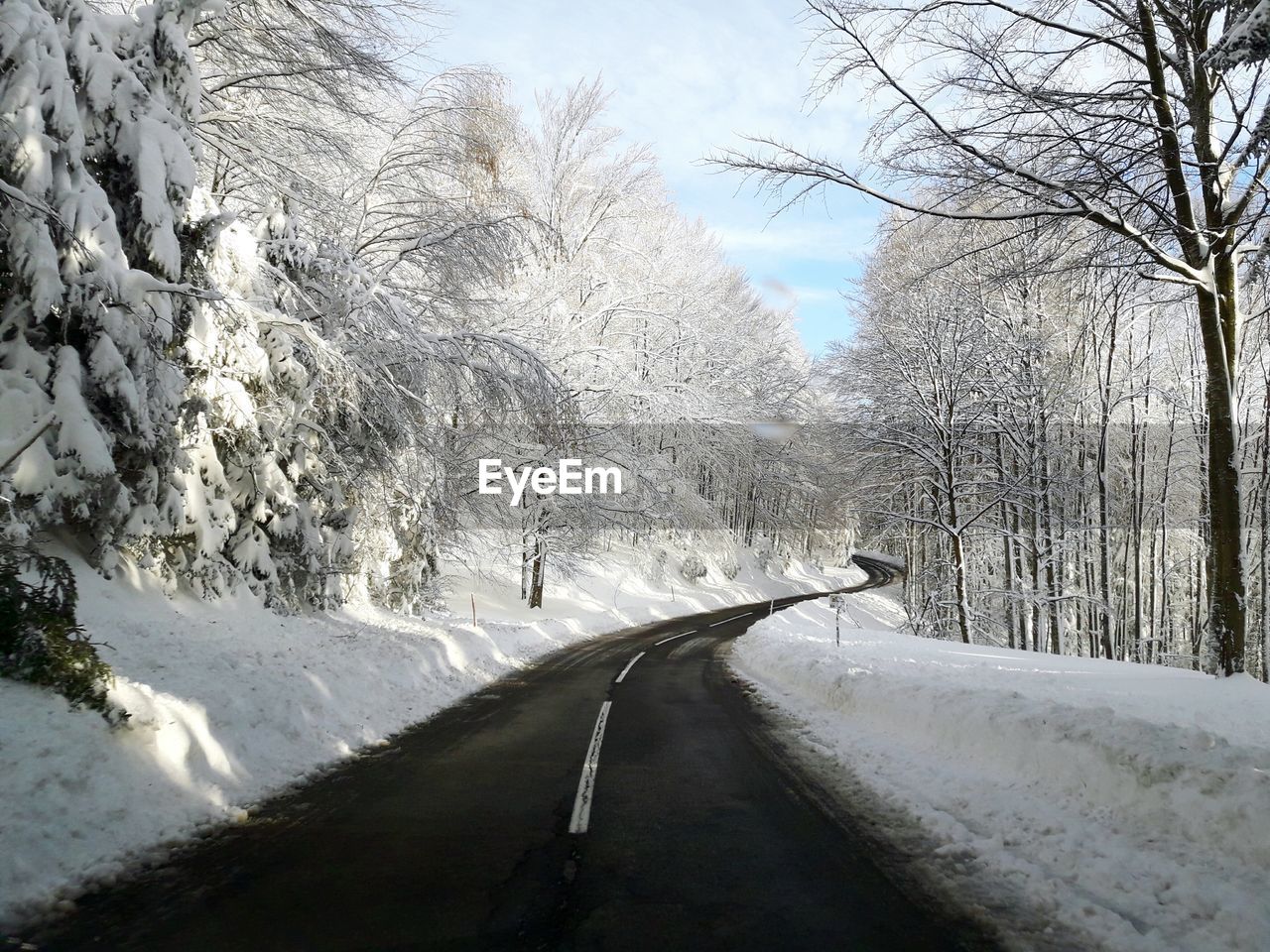 Road along trees in winter