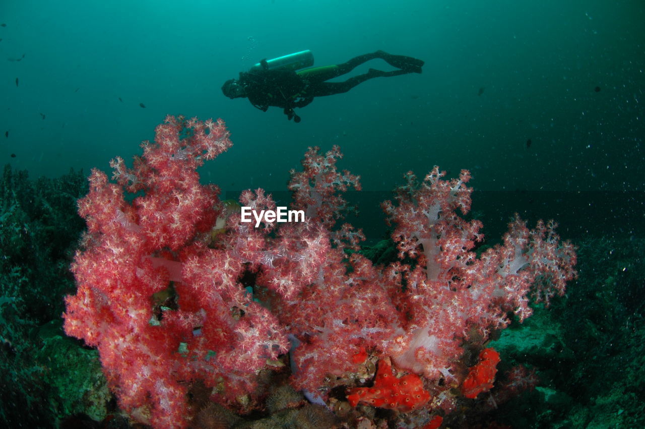 MAN SWIMMING UNDERWATER