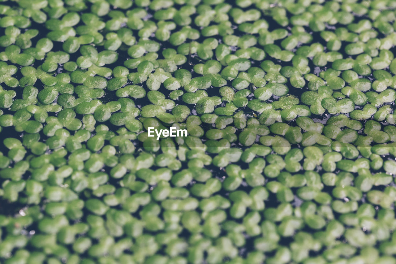 Full frame shot of green leaves