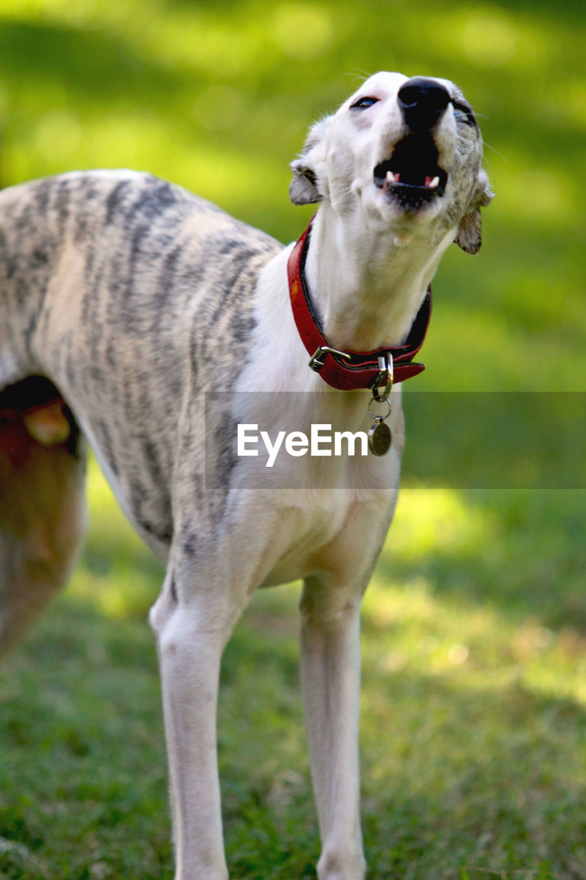 Close-up of dog on field