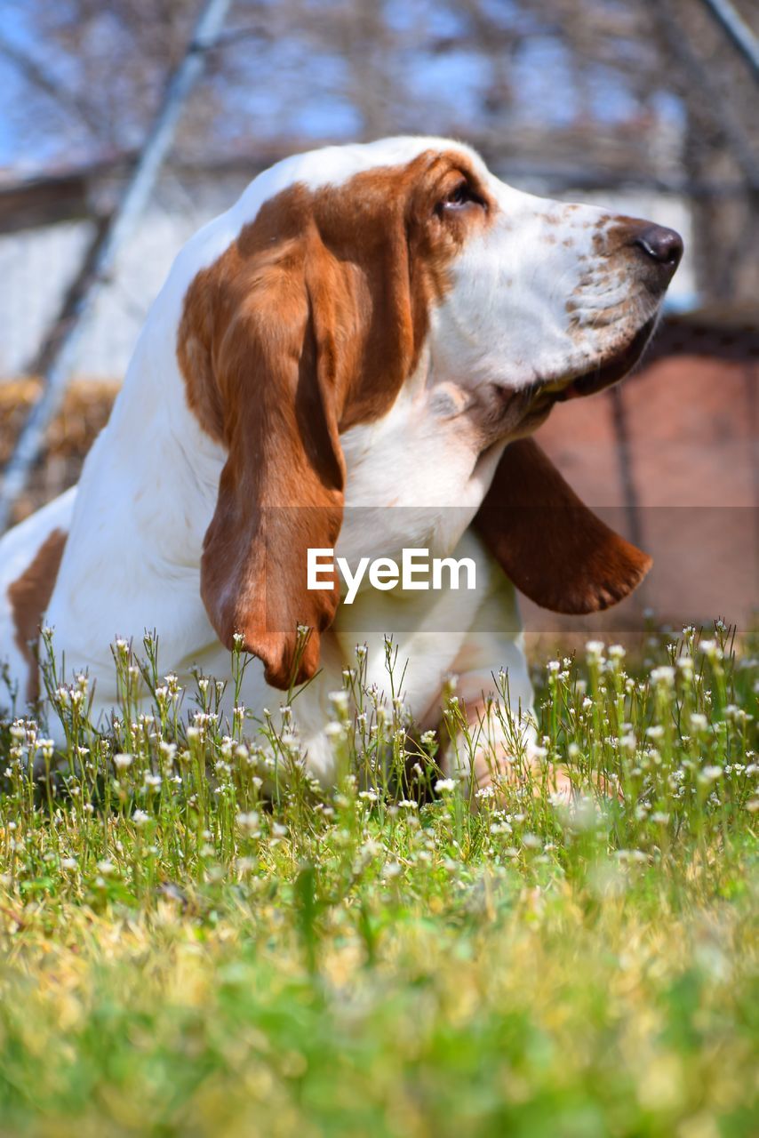 Dog looking away on field