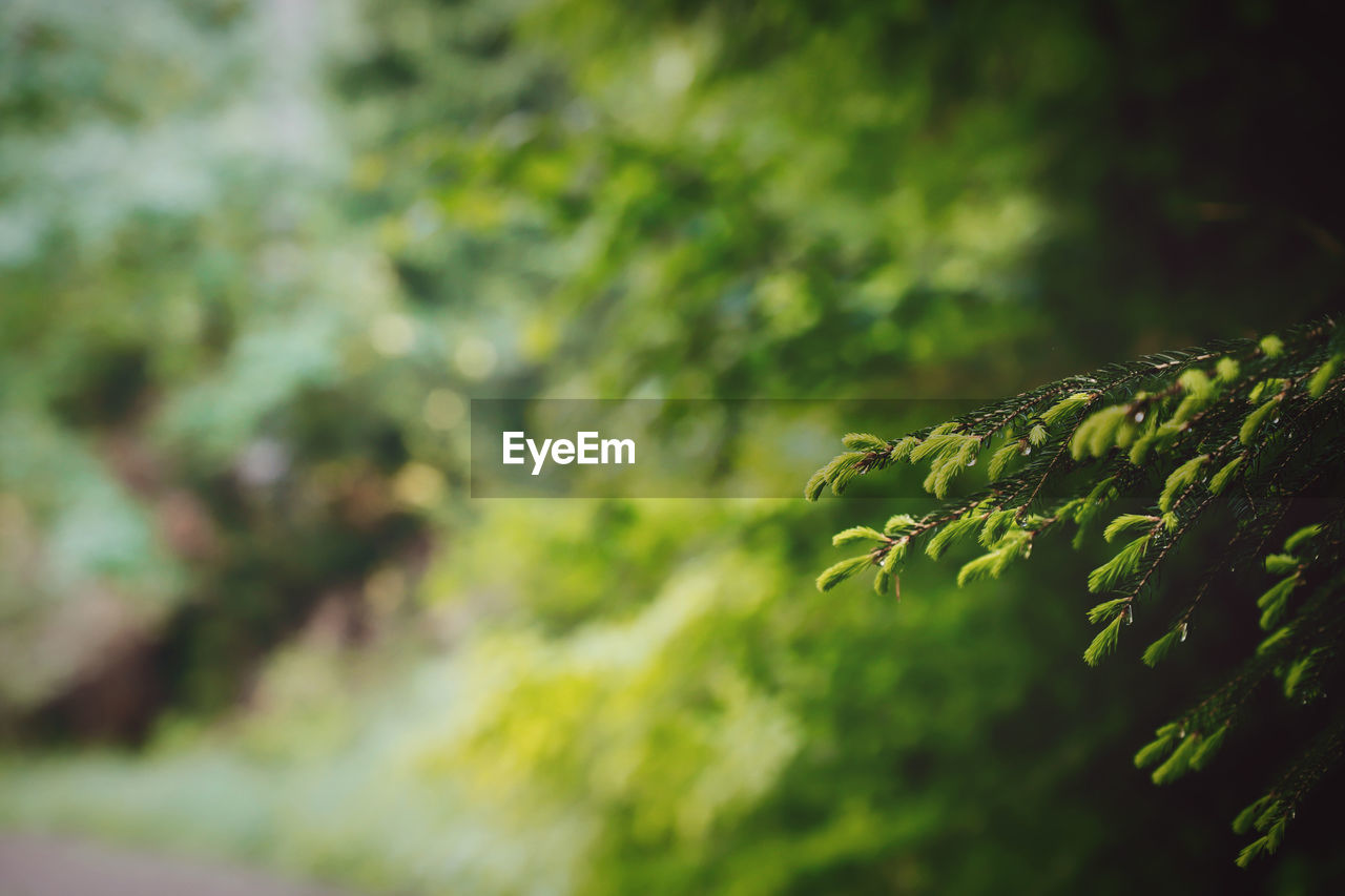 Green Growth Morning Morning Light Nature Plants Sunlight Tree Trunk Wood Beauty In Nature Fir Forest Forest Photography Forestwalk Outdoors Selective Focus Silence Silence Of Nature Strong Sunbeam Way Weed