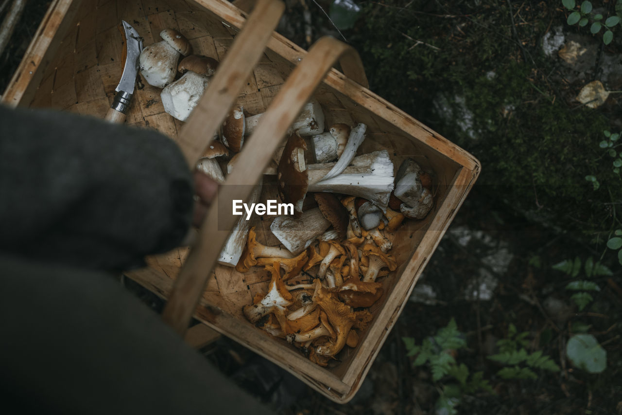 Cropped hand carrying wicker basket with edible mushrooms