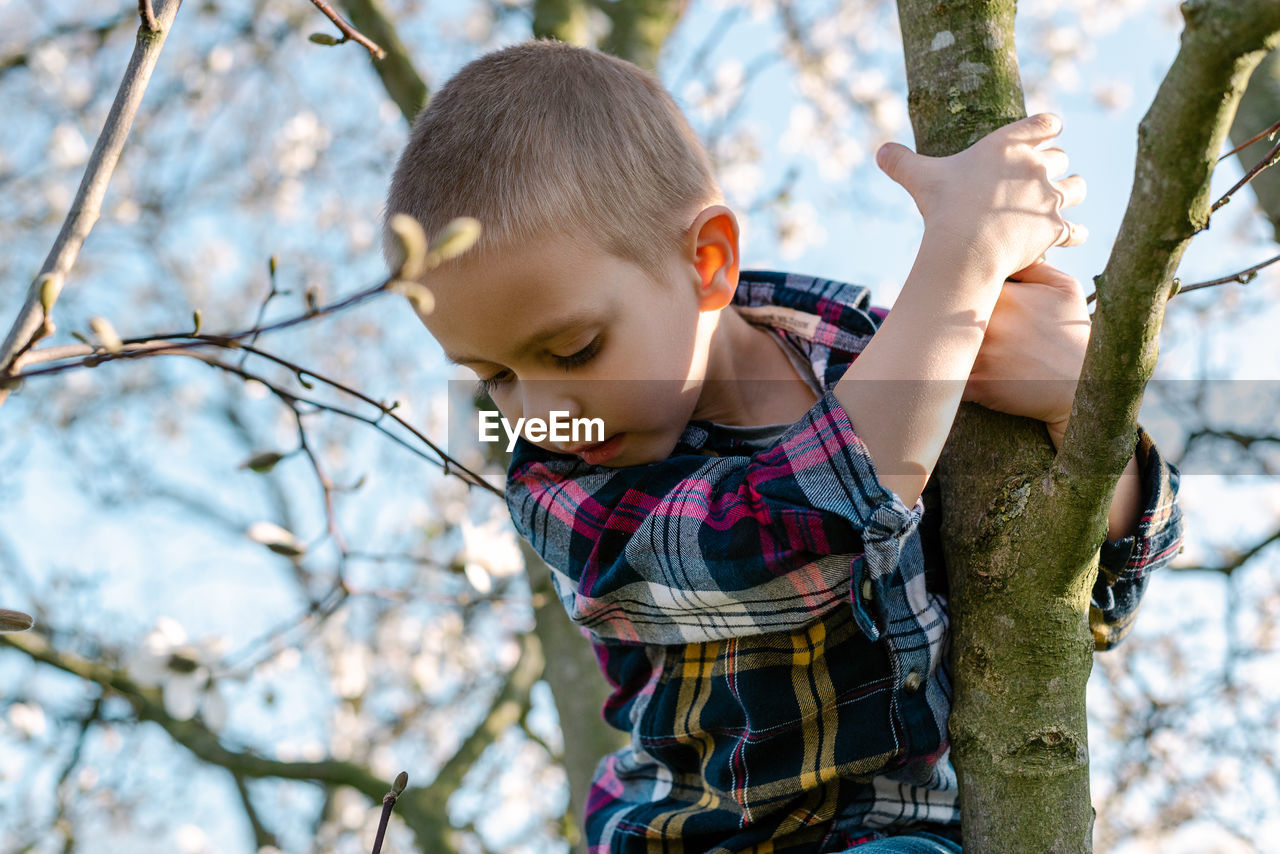 A boy hangs on a branch of a blossoming magnolia tree and looks down.