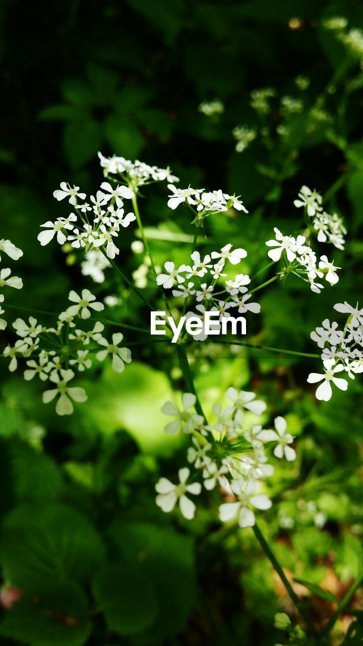 FLOWERS GROWING OUTDOORS