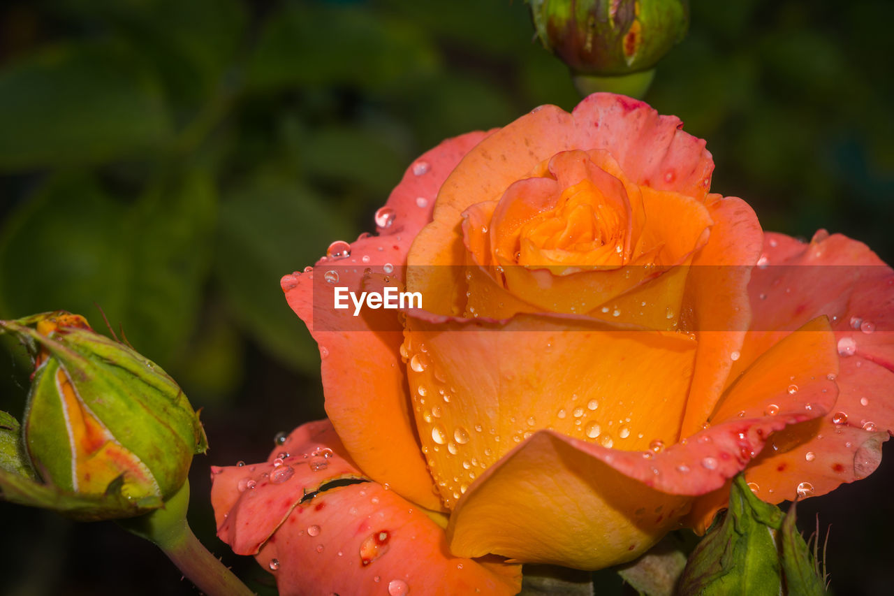 CLOSE-UP OF WATER DROPS ON ORANGE ROSE