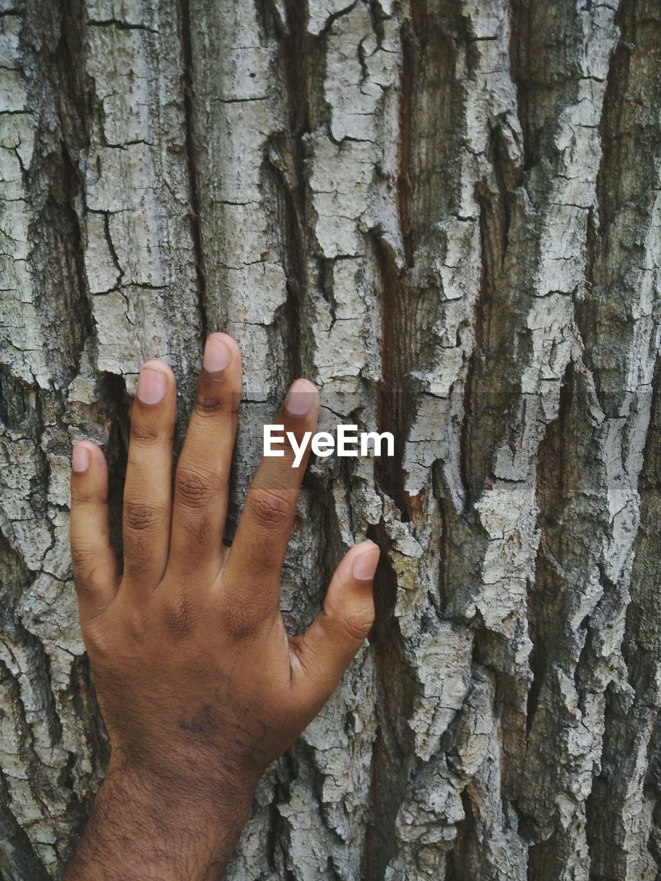 Cropped hand of man touching tree trunk