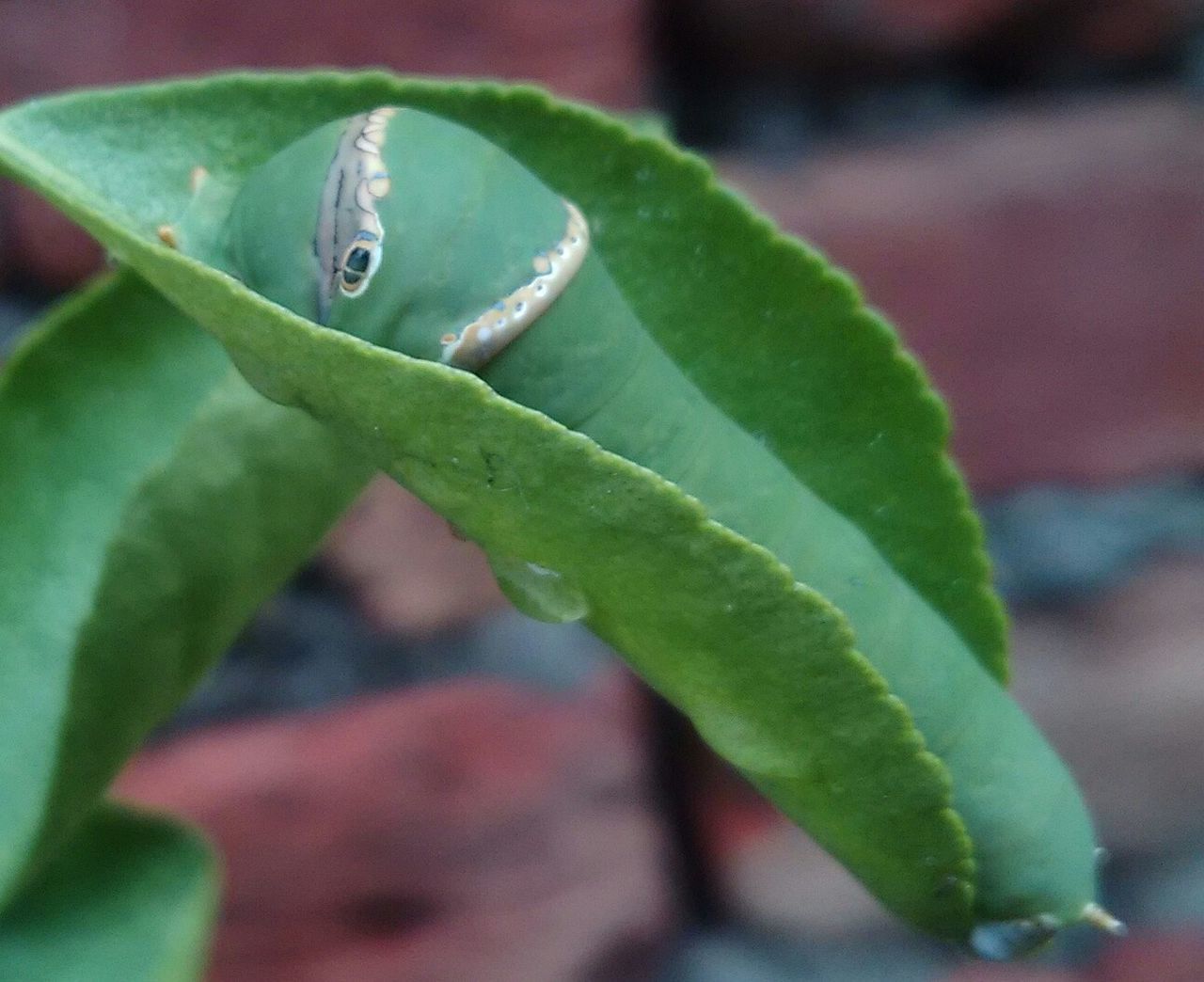 CLOSE-UP OF PLANT GROWING OUTDOORS