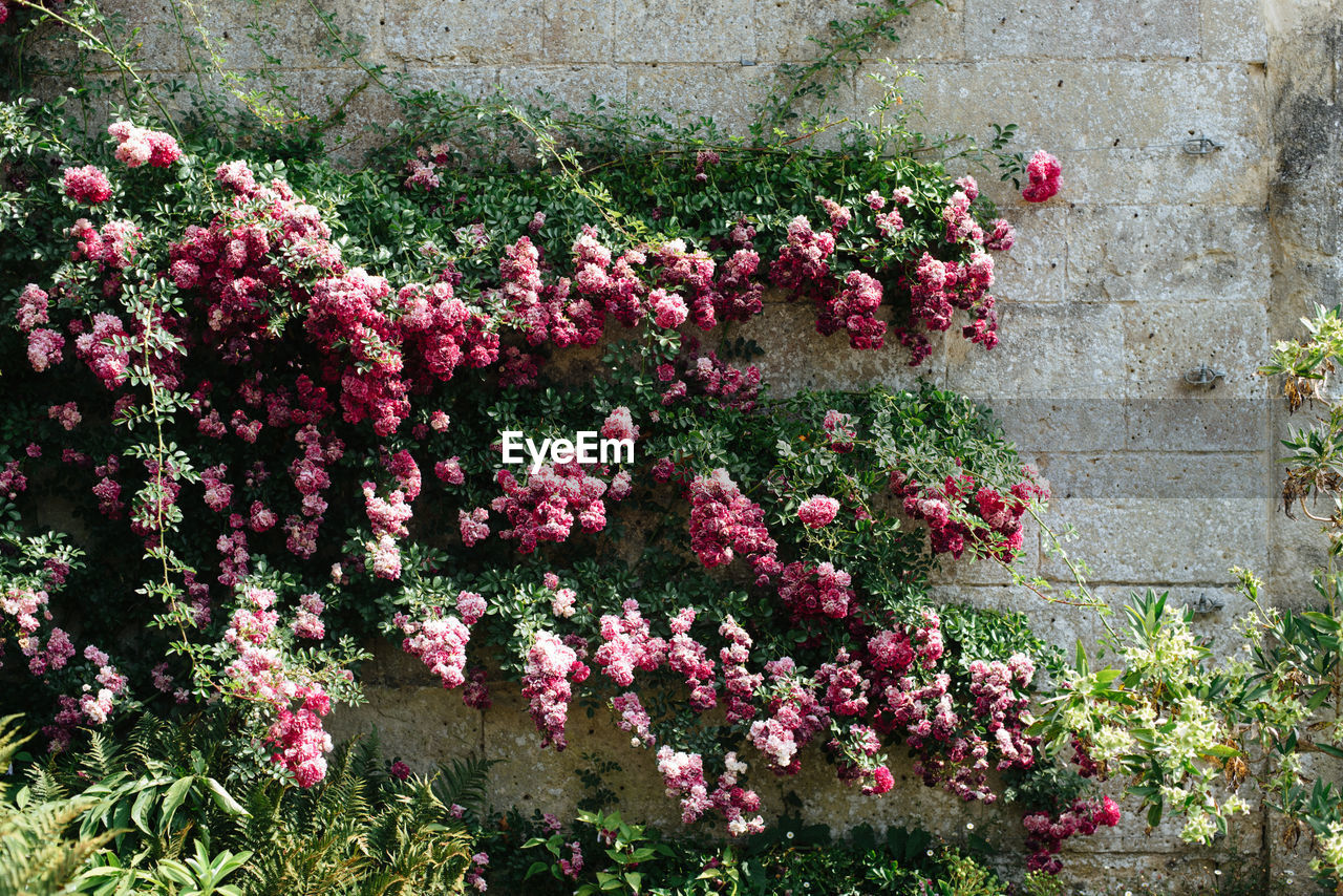 Pink flowering plants on wall