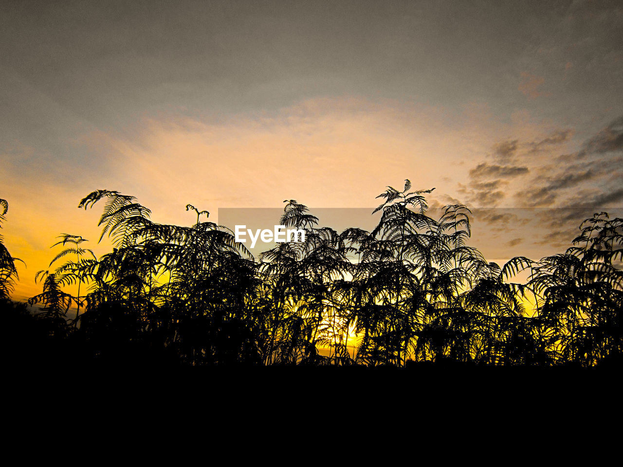 SILHOUETTE PLANTS AGAINST ORANGE SKY