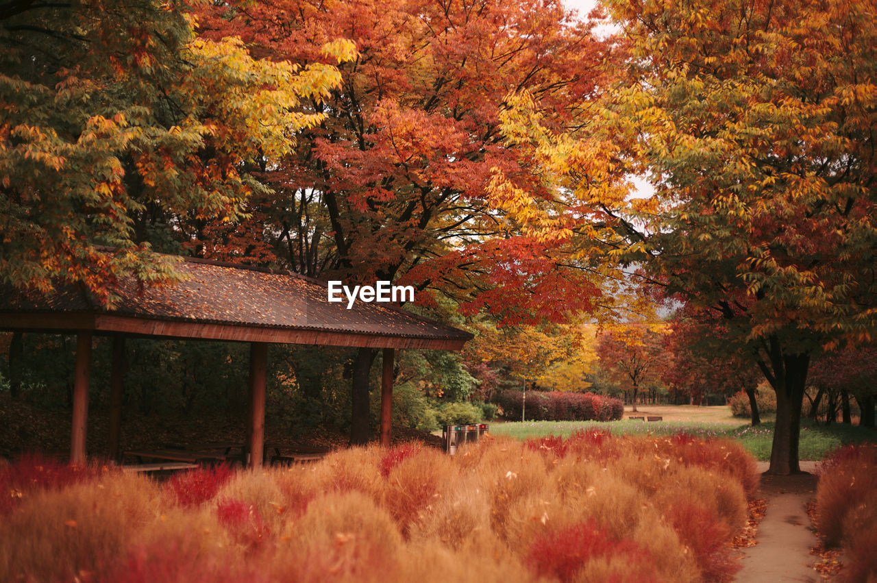 Trees and plants in park during autumn