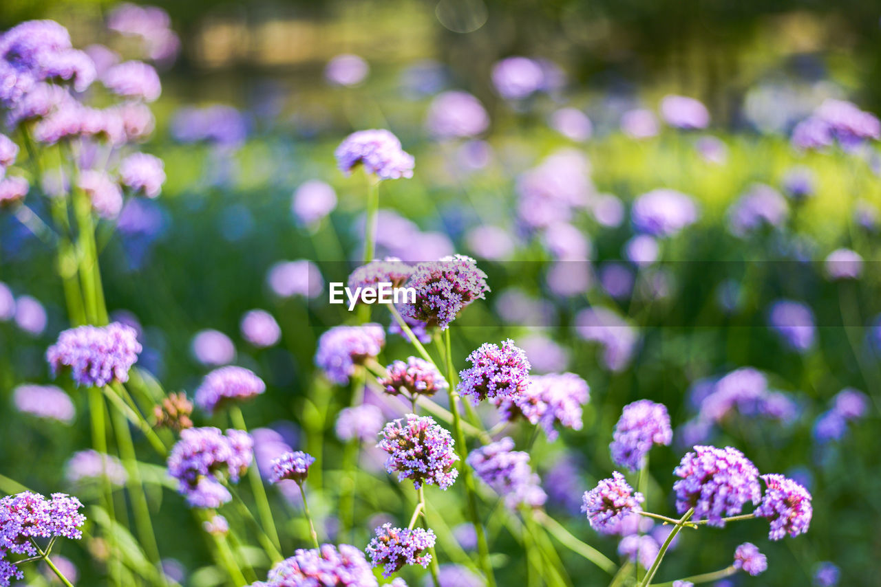 CLOSE-UP OF PURPLE FLOWERING PLANT