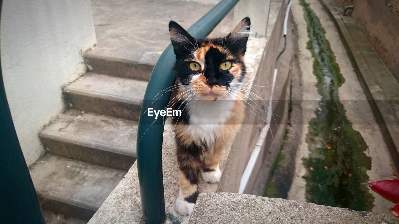 Portrait of cat on retaining wall