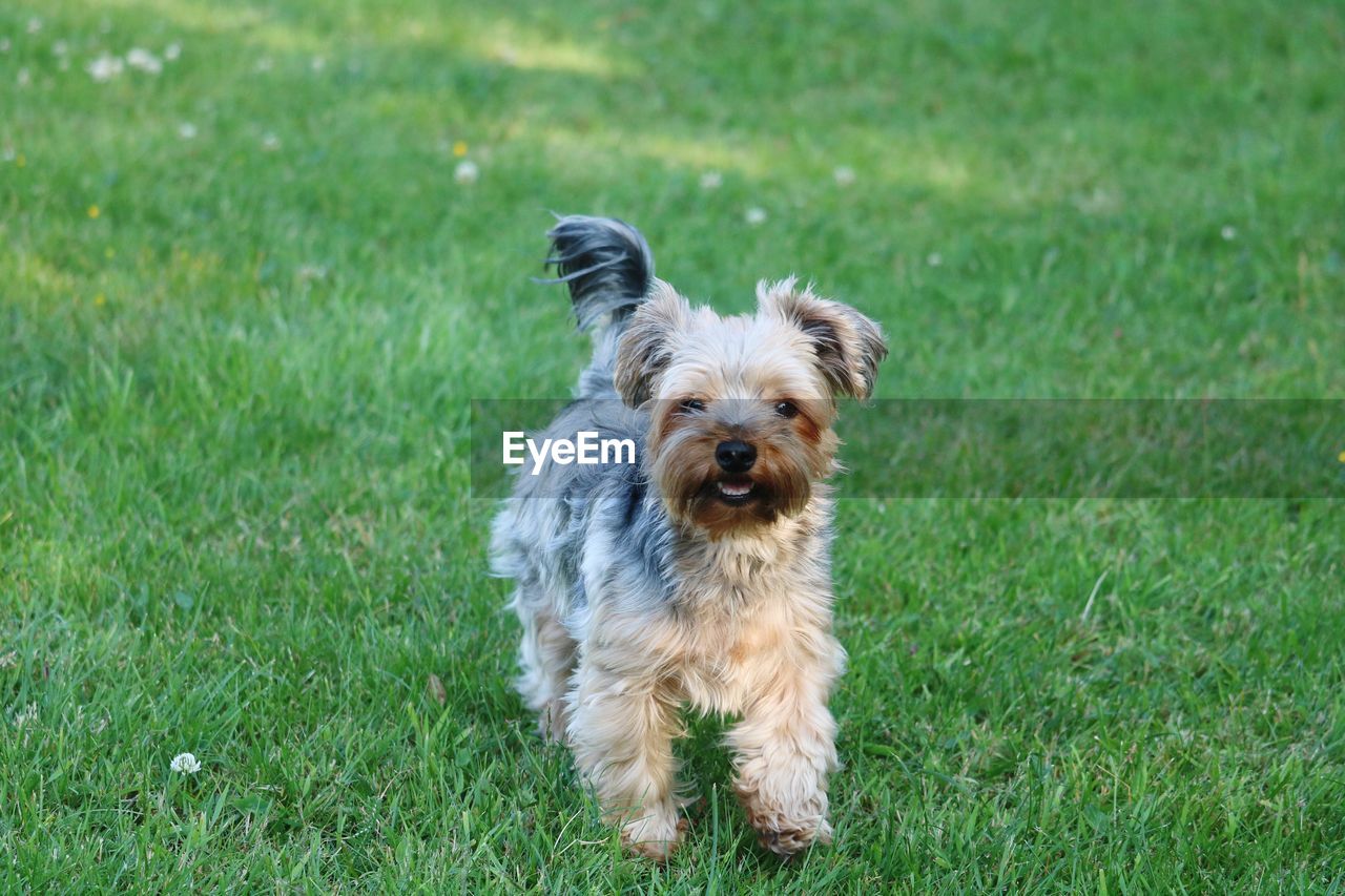 Portrait of dog on grass