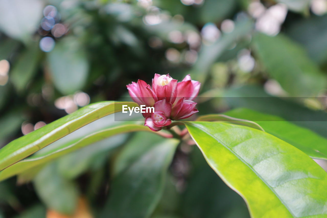 Close-up of pink flowering plant