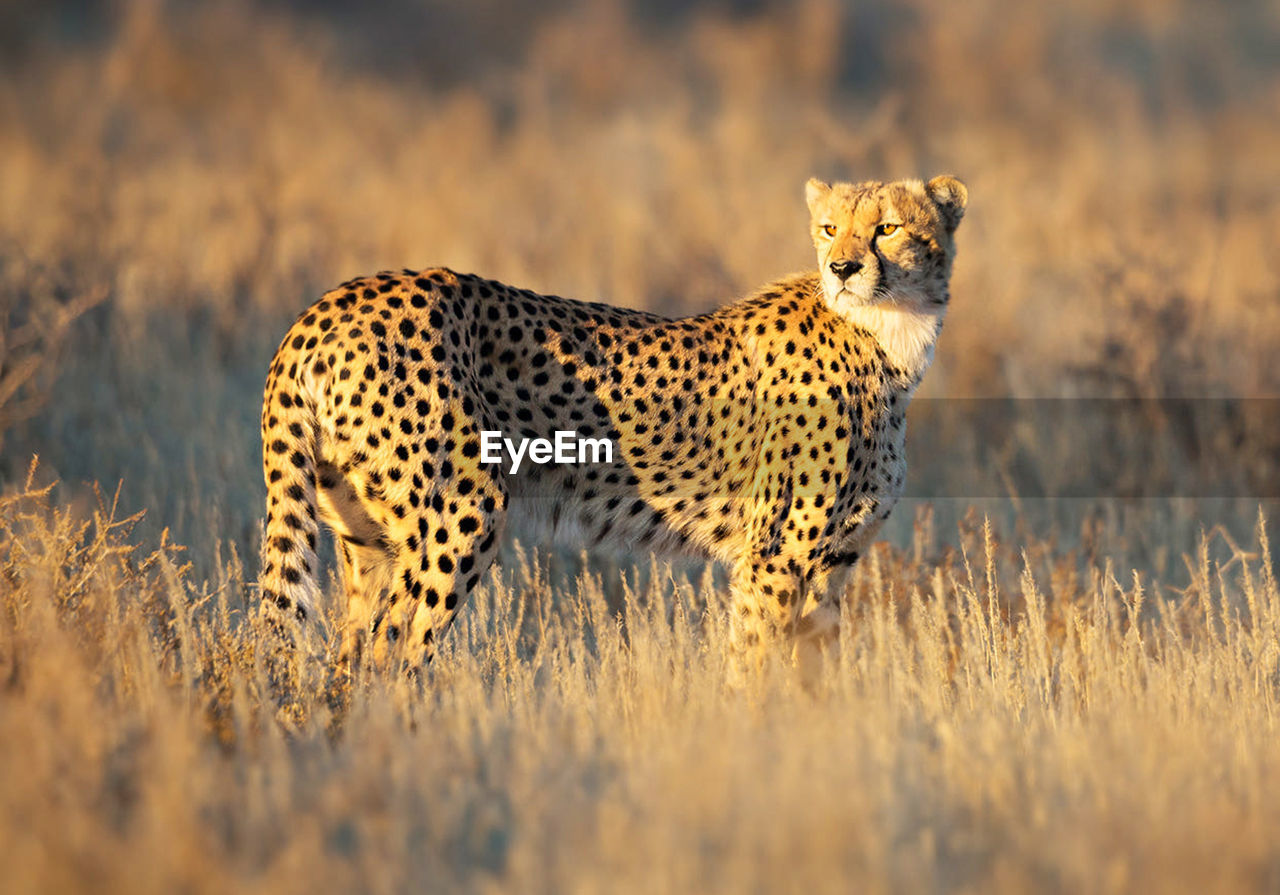 Cheetah walking on field