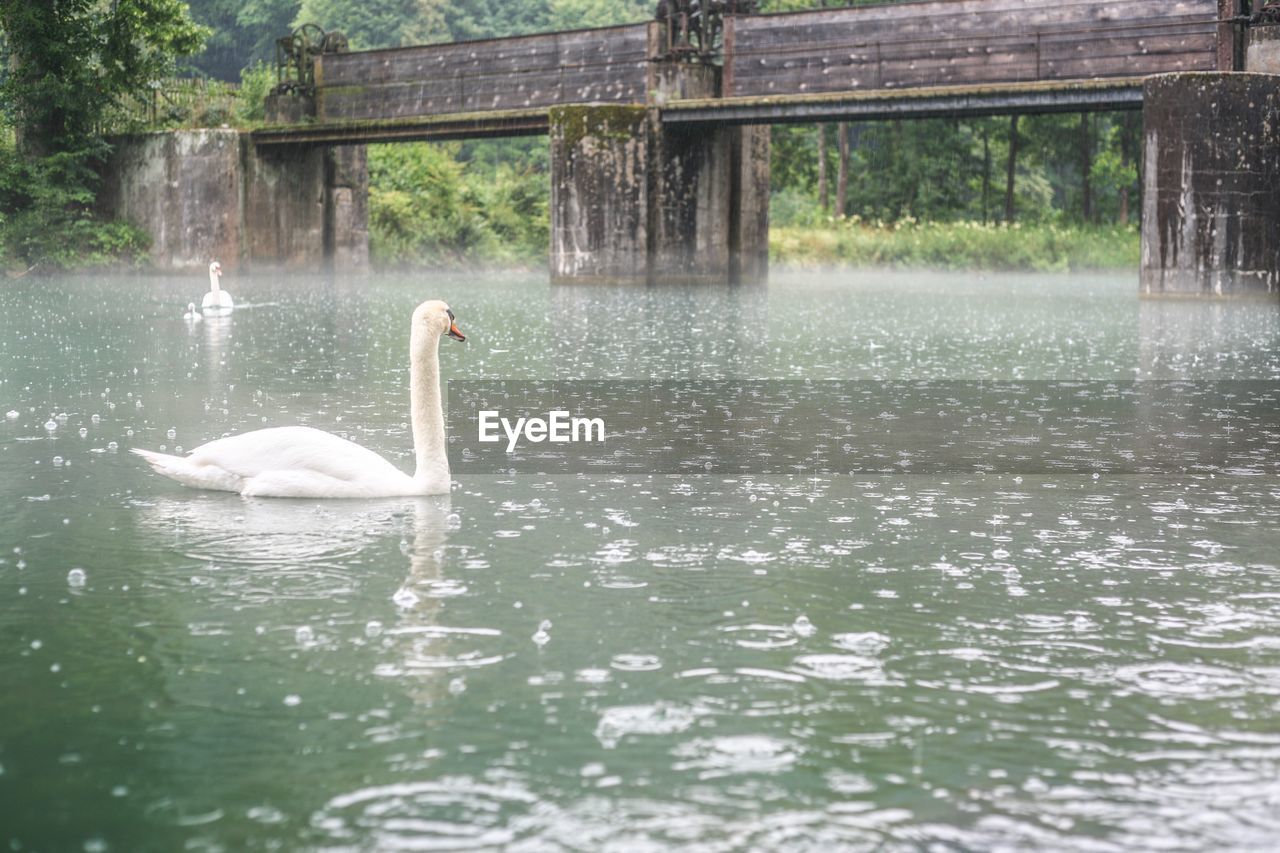 SWANS SWIMMING IN LAKE