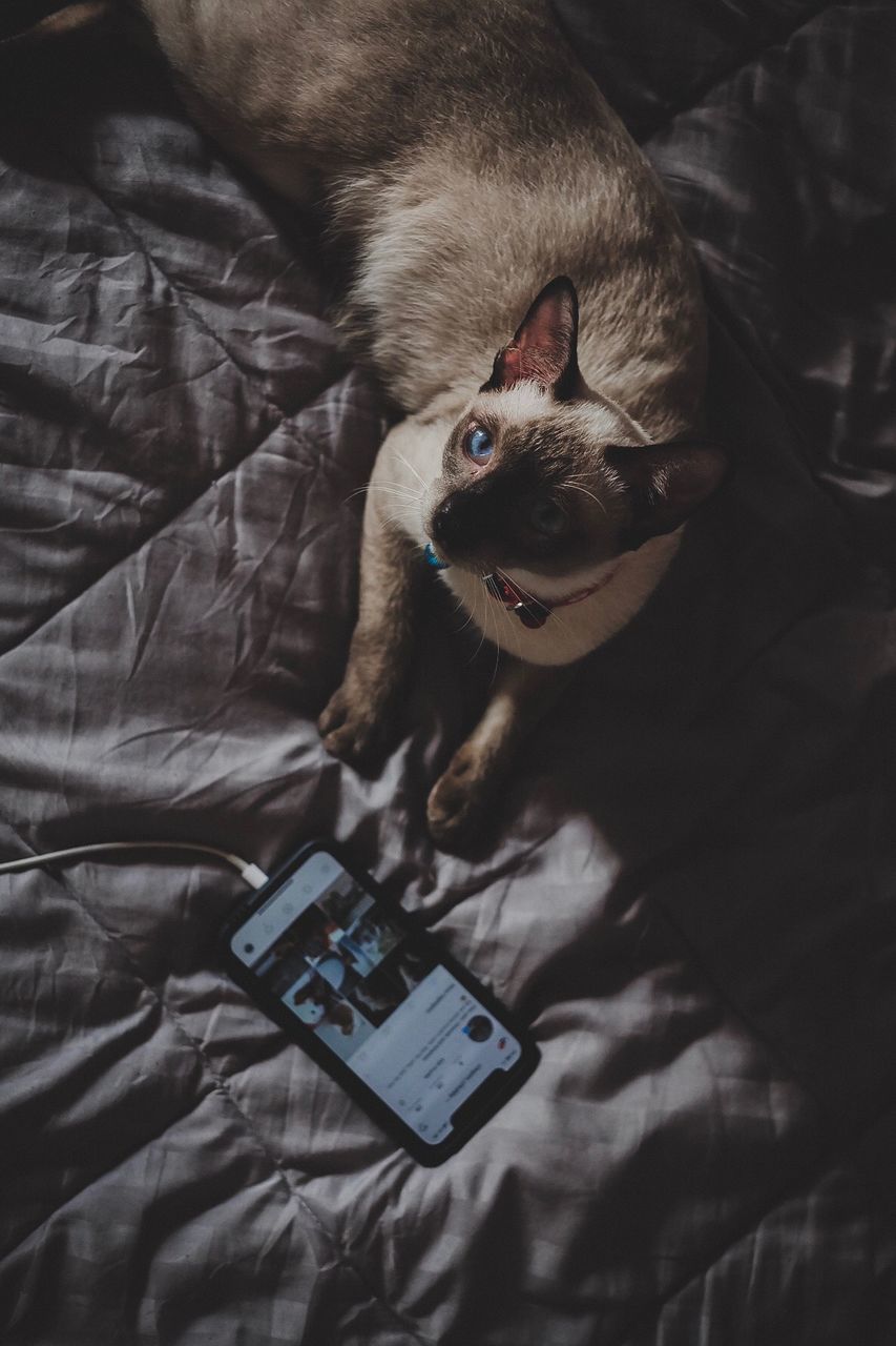 HIGH ANGLE PORTRAIT OF A DOG WITH CAT