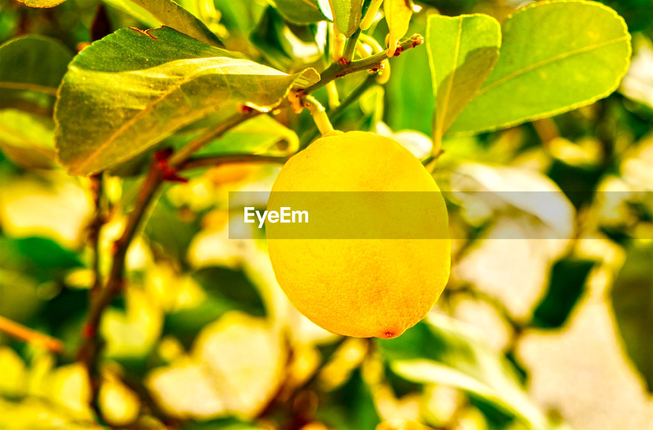 Close-up of lemon on lemon tree