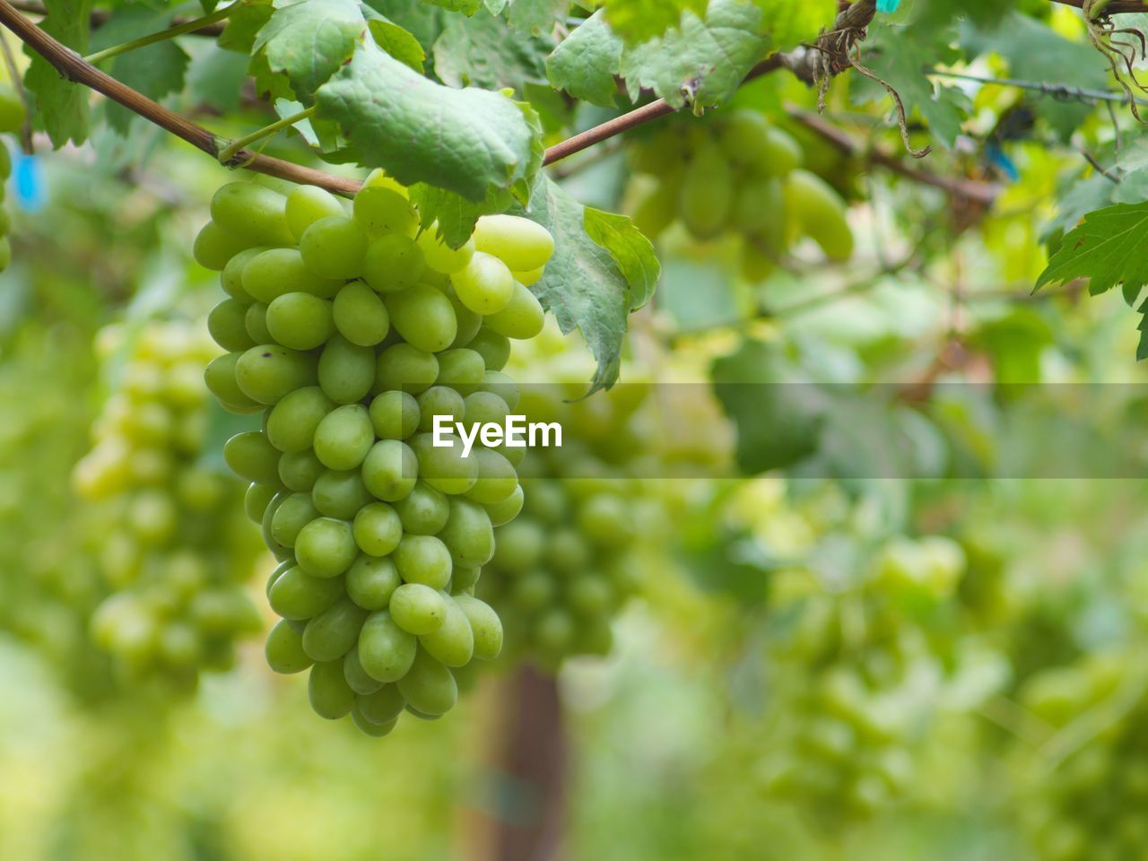 CLOSE-UP OF GRAPES ON TREE
