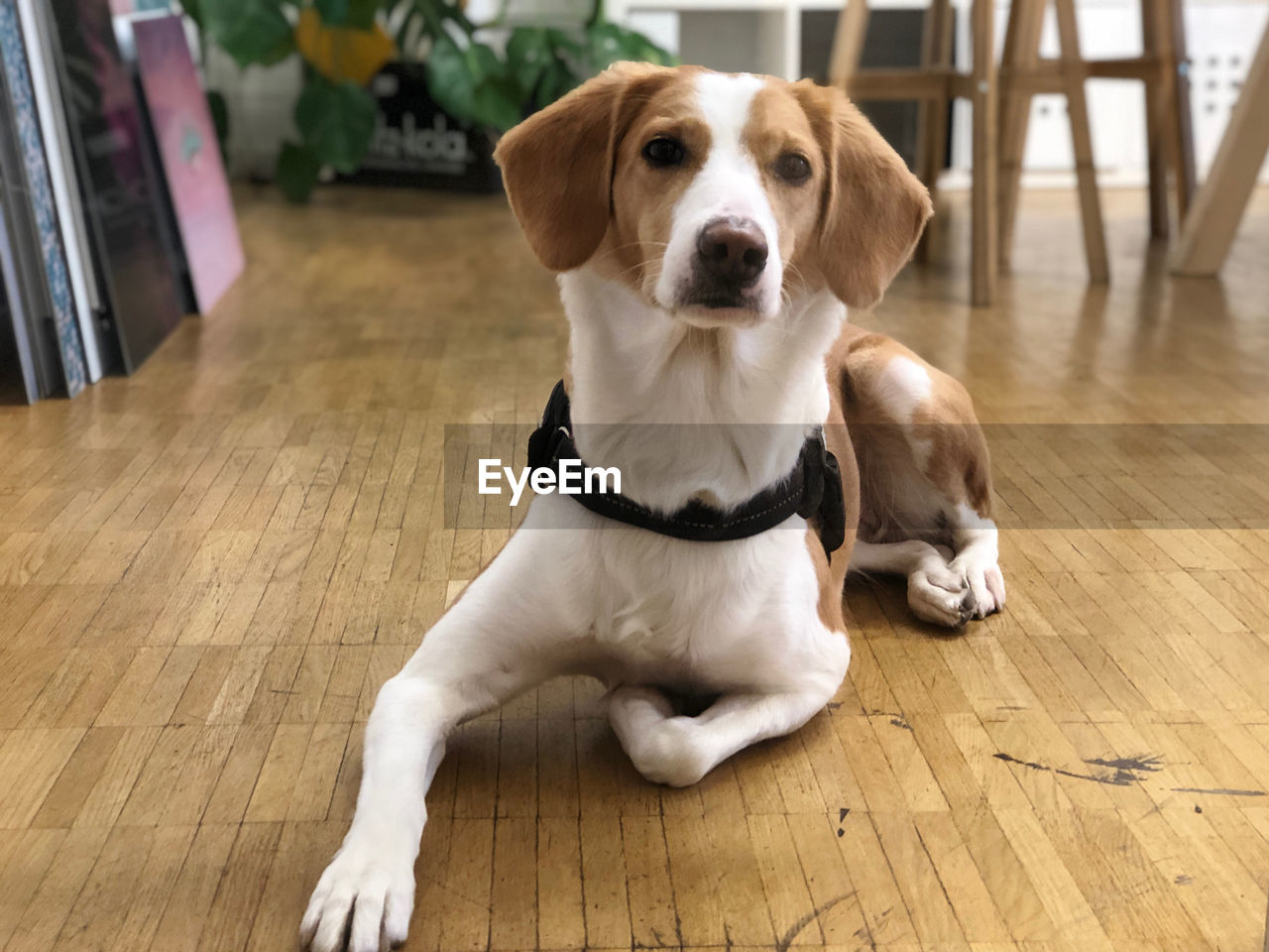 PORTRAIT OF DOG LOOKING AWAY