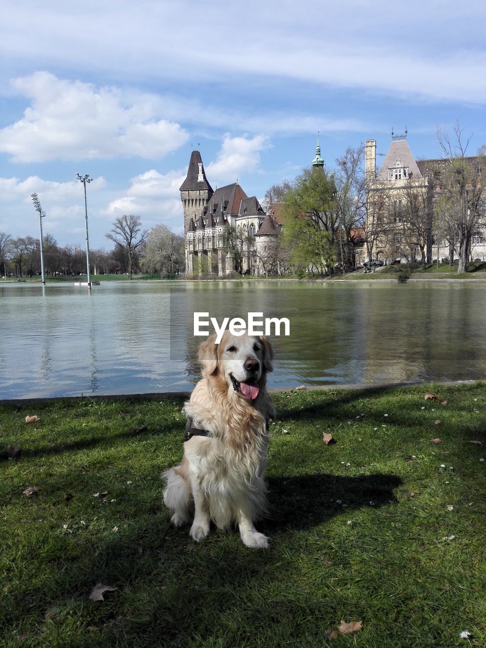Golden retriever dog by lake against vajdahunyad castle