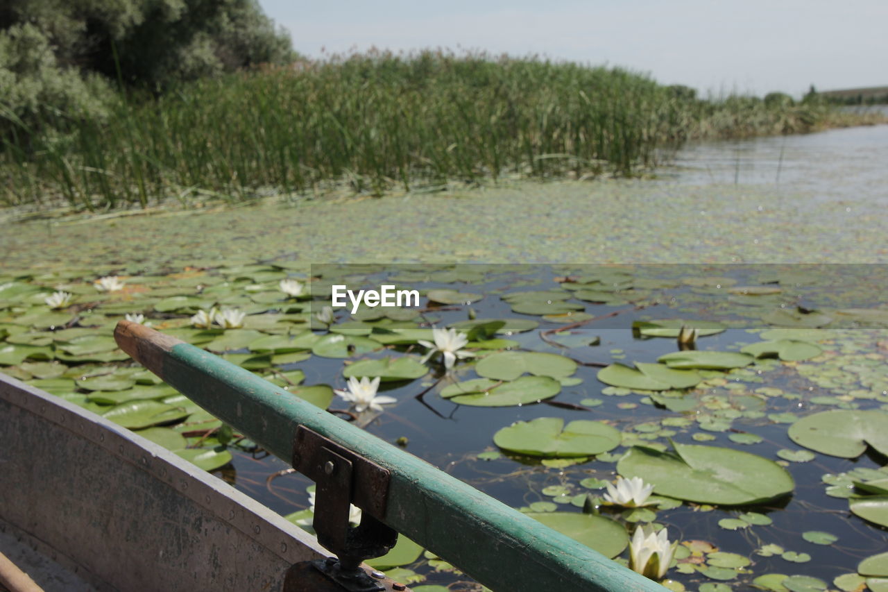 VIEW OF LEAVES FLOATING ON LAKE