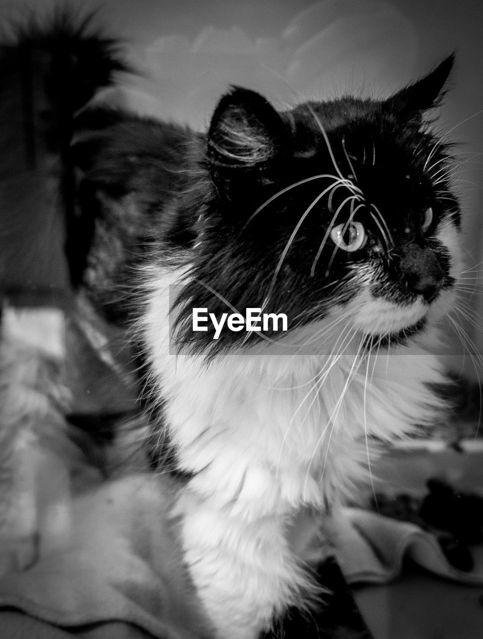 CLOSE-UP OF CAT WITH EYES