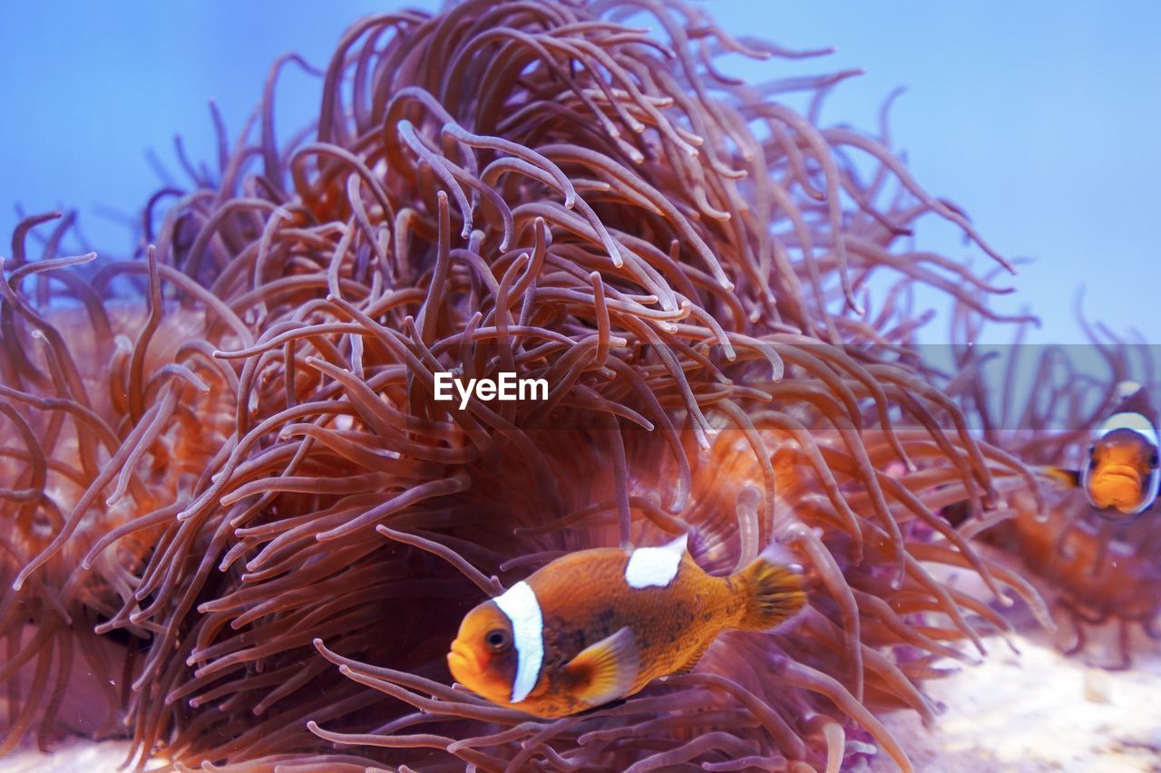 FISH SWIMMING UNDERWATER