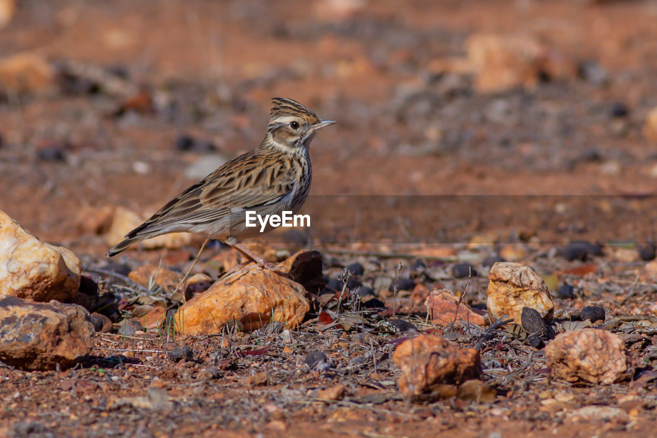 BIRD PERCHING ON A FIELD