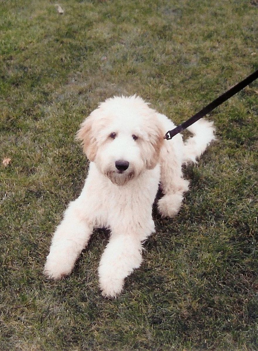 PORTRAIT OF DOG STANDING ON FIELD