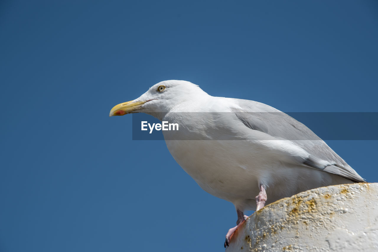 Texel, the netherlands. august 13, 2021.screaming seagull on a mooring post.