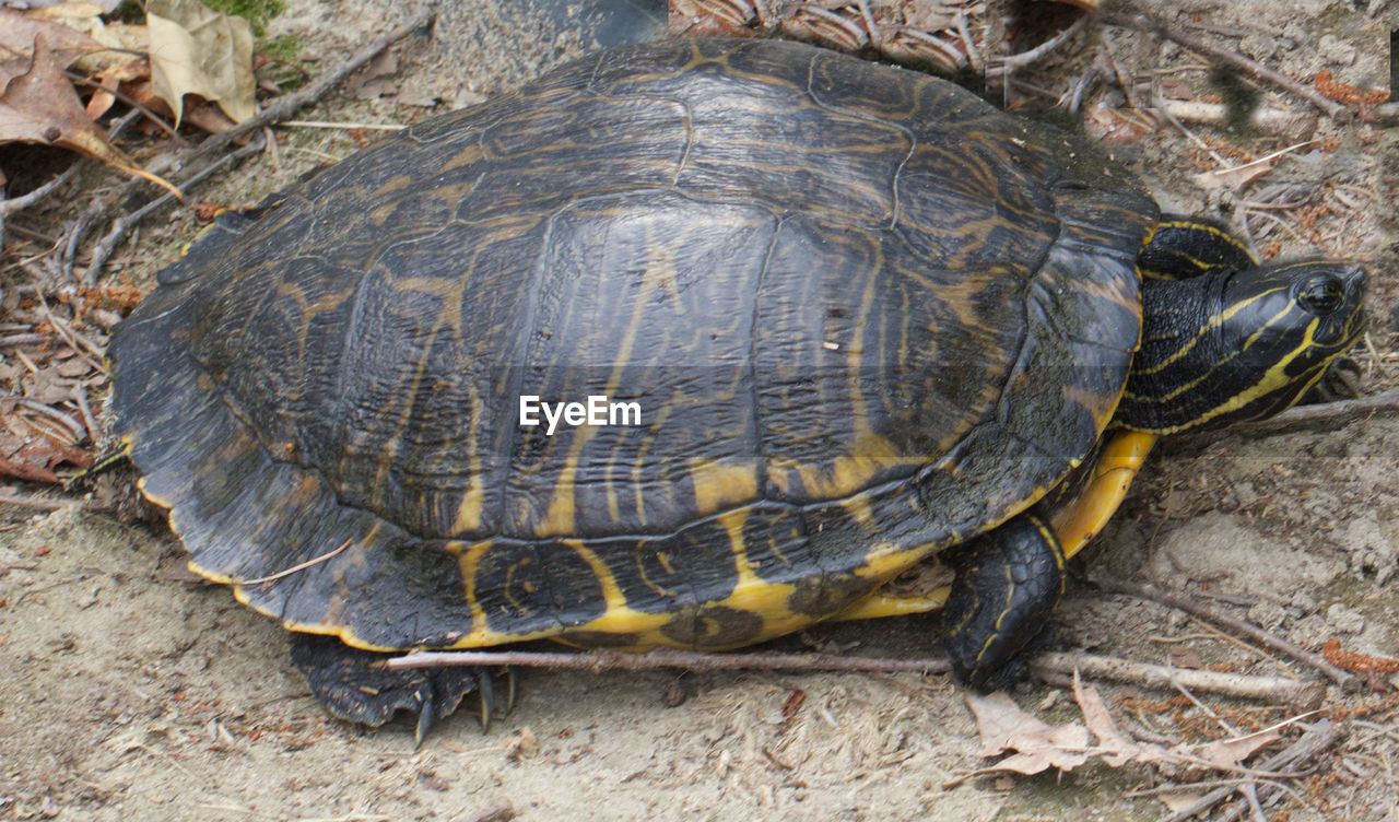 Close-up side view of a turtle on ground