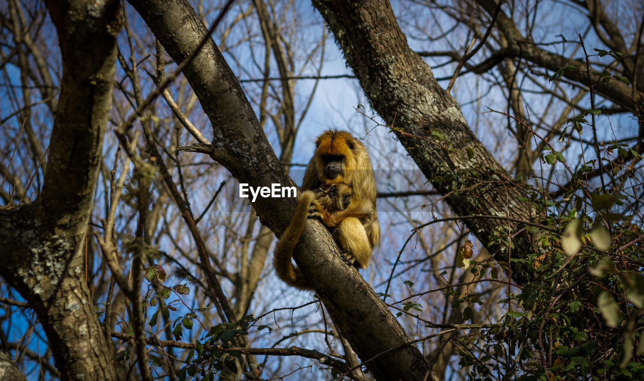 Close-up of howler monkey sitting on tree