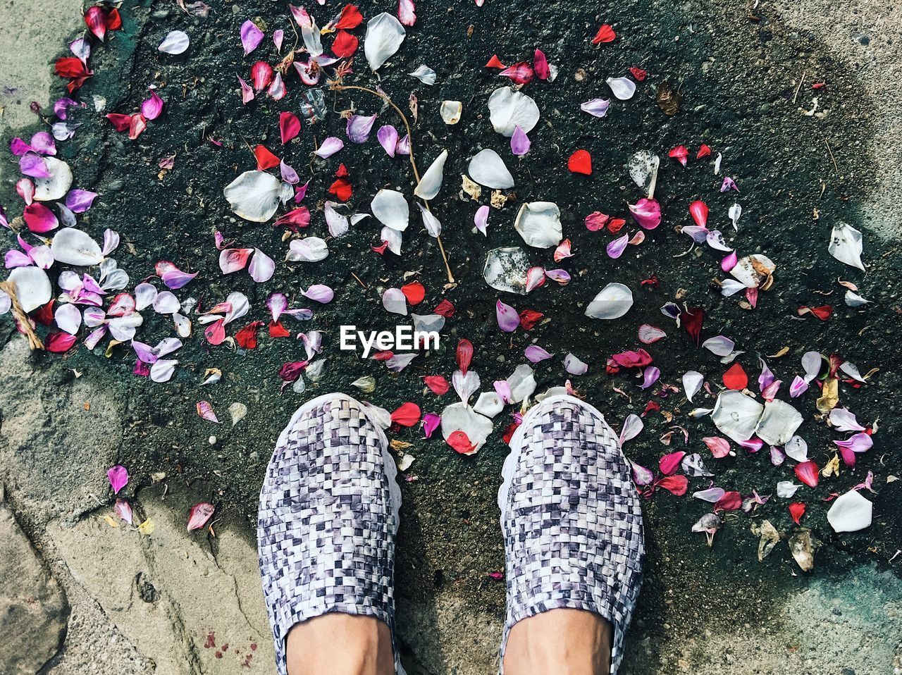 Low section of person standing by petals on road