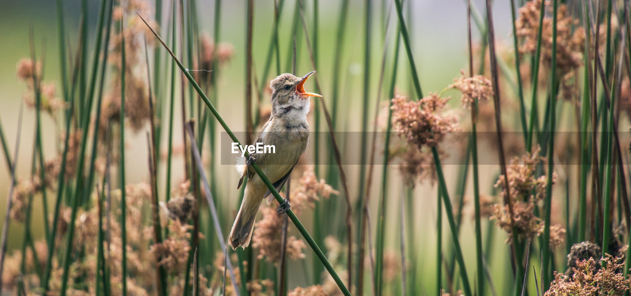 Close-up side view of a bird on stem
