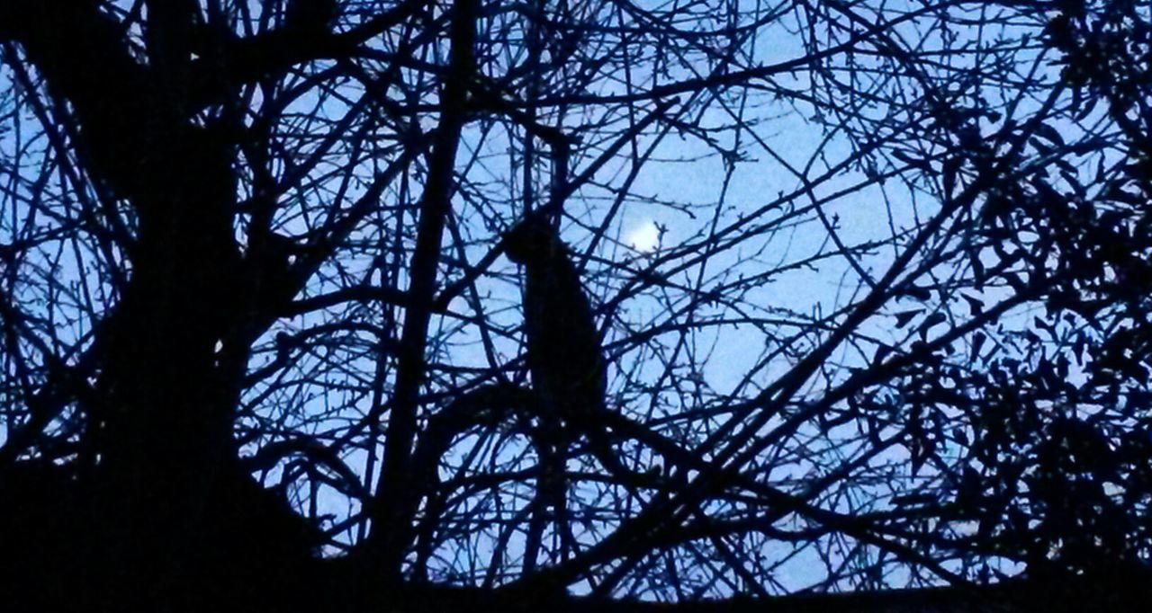 Silhouette of cat sitting on tree under pale moonlight