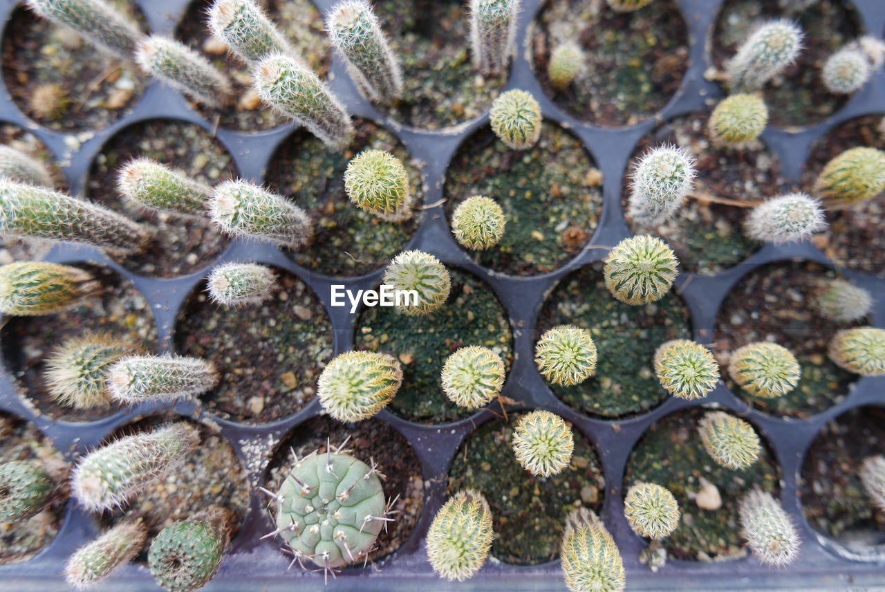 HIGH ANGLE VIEW OF SUCCULENT PLANTS IN MARKET