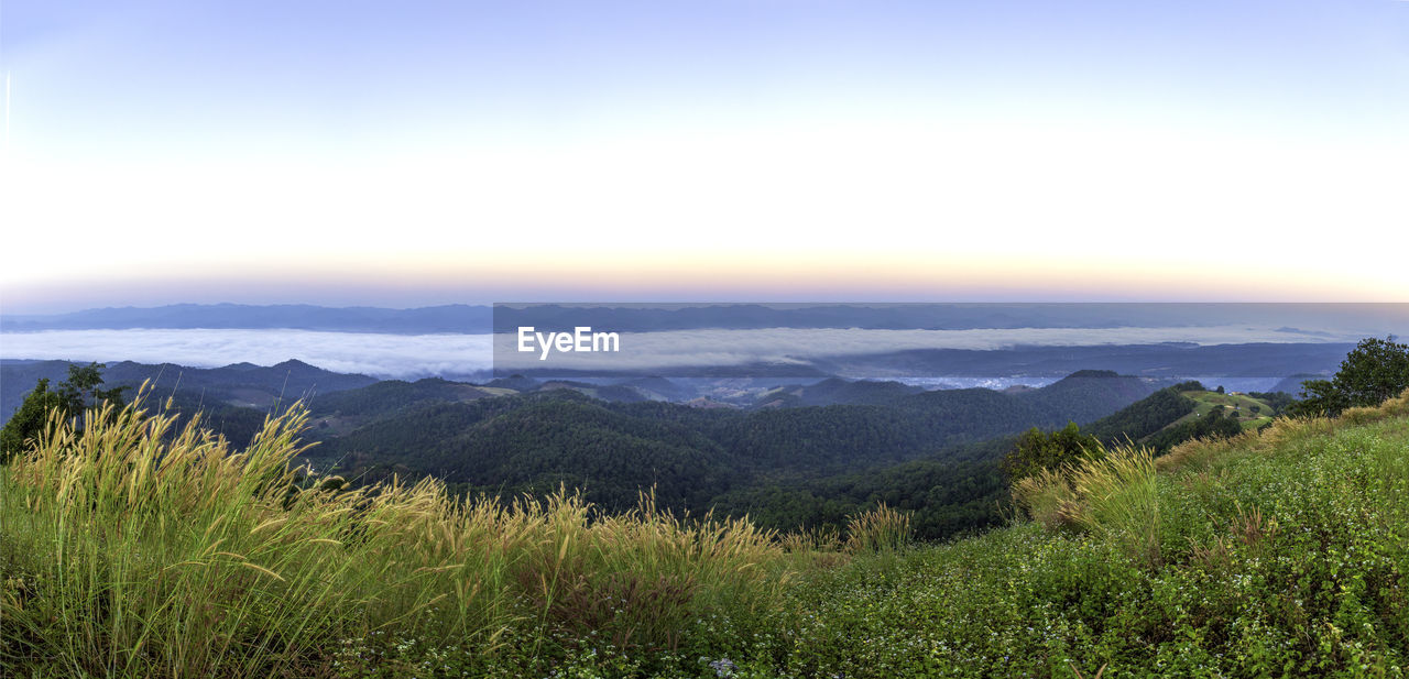 environment, landscape, scenics - nature, sky, nature, mountain, beauty in nature, plant, wilderness, land, meadow, tranquility, mountain range, ridge, natural environment, tranquil scene, grassland, grass, tree, no people, non-urban scene, plateau, outdoors, cloud, travel, forest, travel destinations, idyllic, green, rural scene, morning, horizon, tourism, valley, field, summer, sunlight, fog, sun, blue, horizon over land, day, plain, remote, pine tree, copy space, pinaceae, coniferous tree