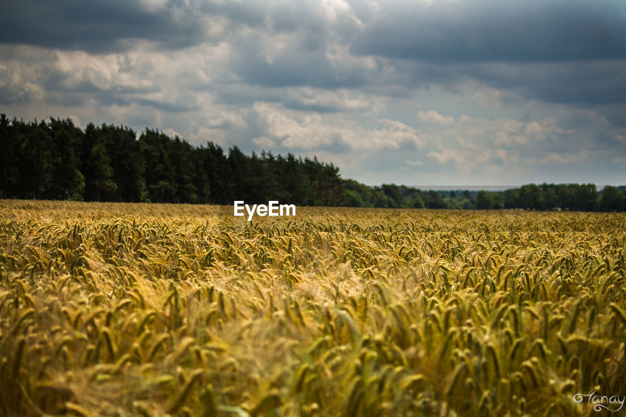 Crops growing on field against cloudy sky