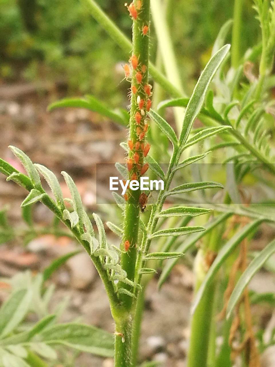 CLOSE-UP OF PLANT