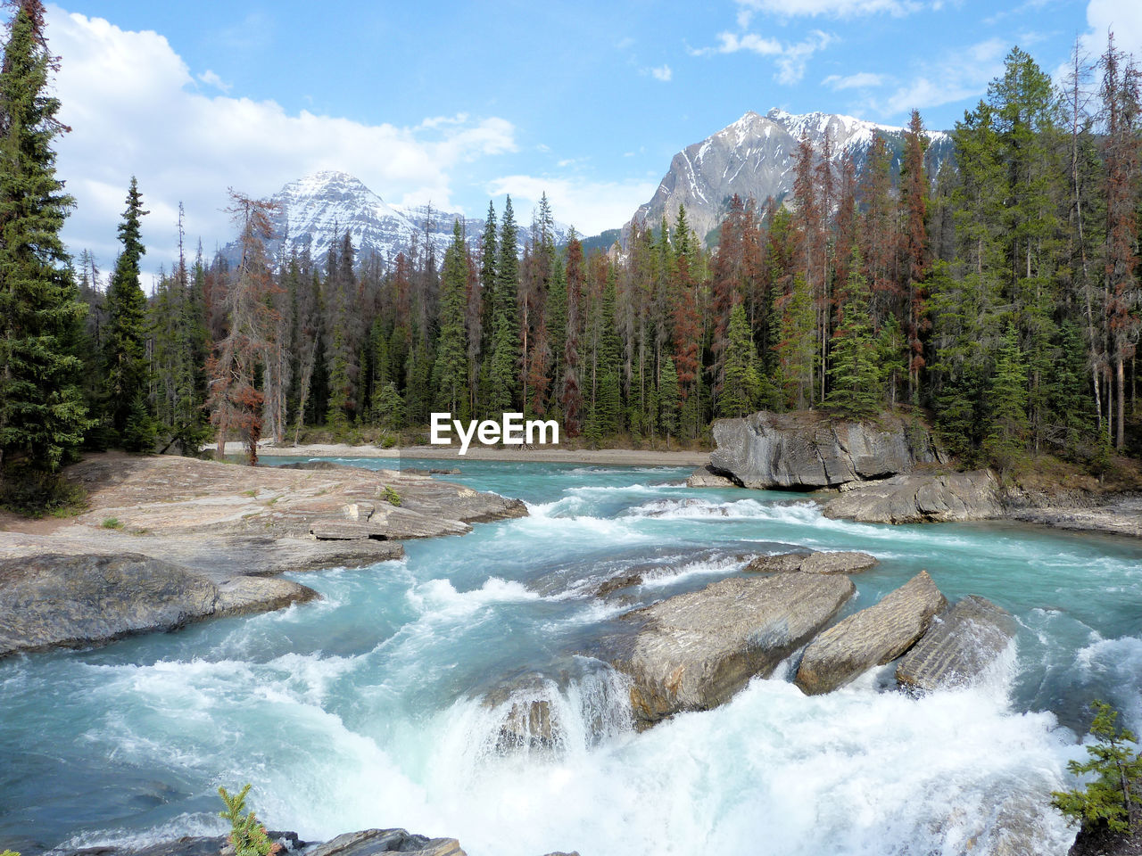 Scenic view of river against trees