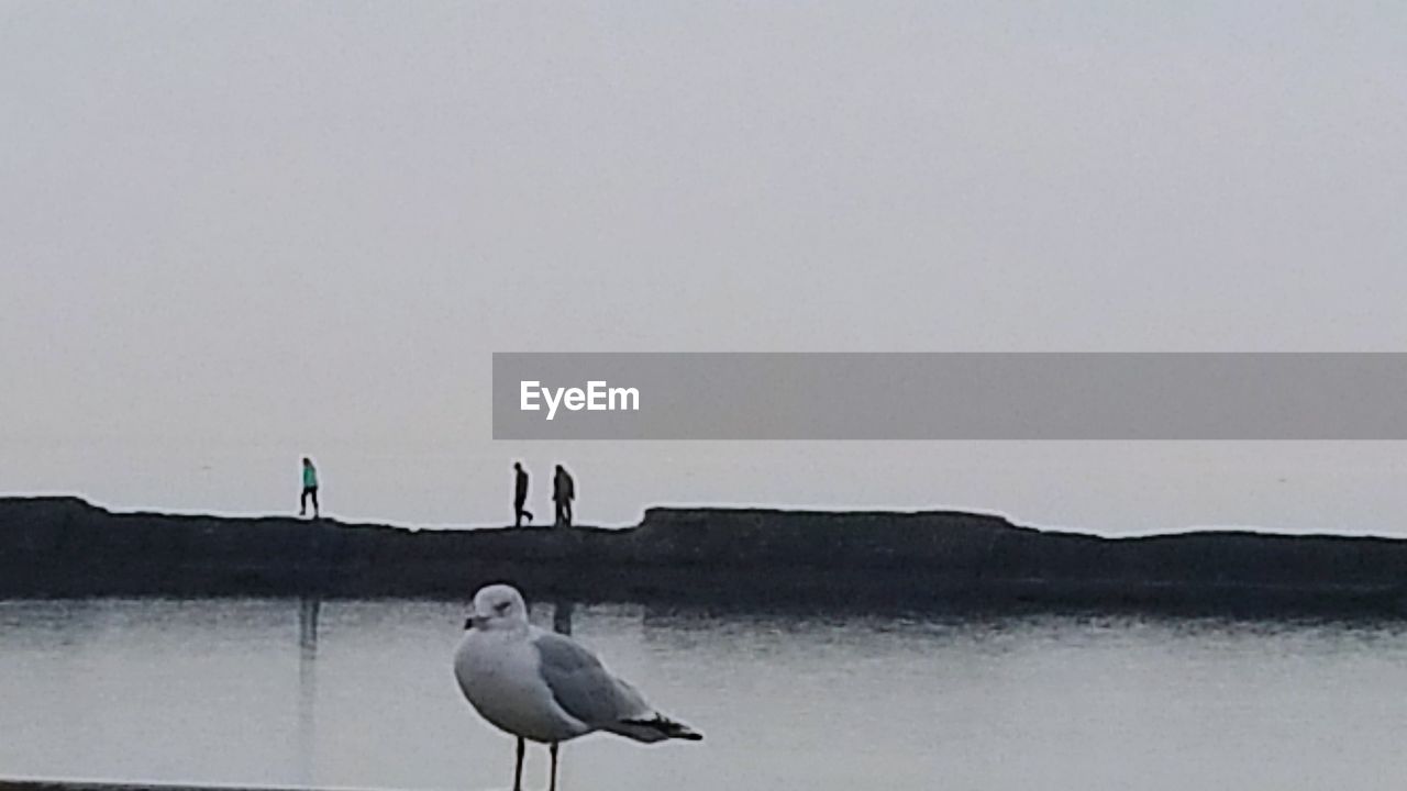 BIRDS PERCHING ON WALL